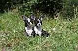 BOSTON TERRIER 104